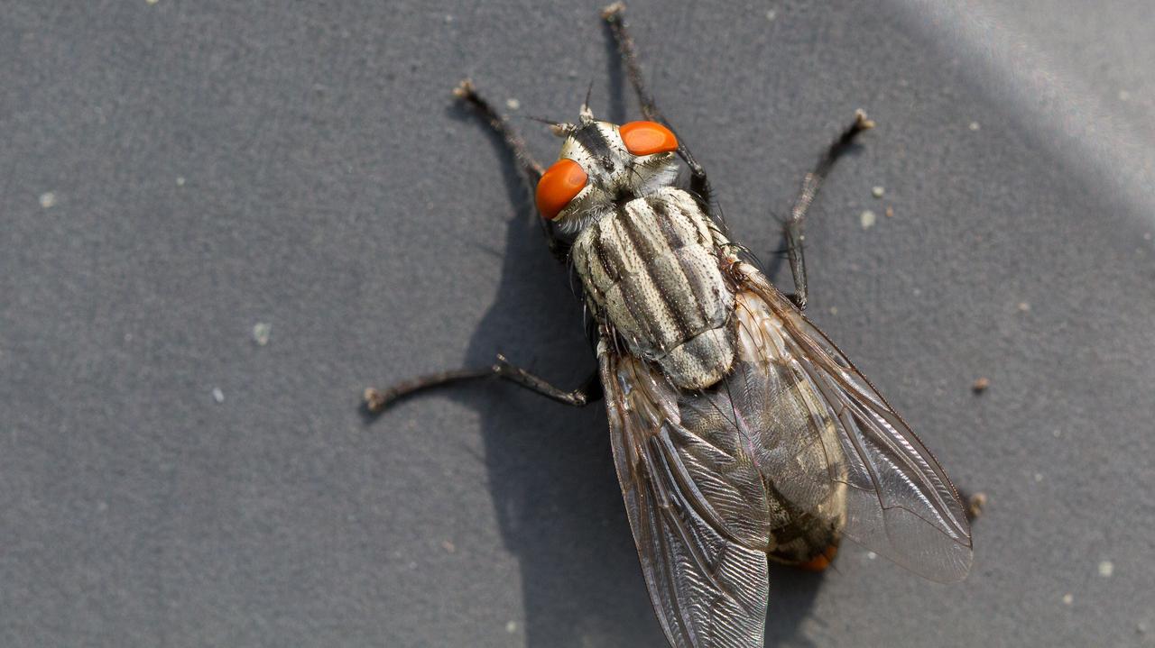 Jak owady pomagają rozwiązywać zbrodnie. "Dla nich ciało to nie koniec"