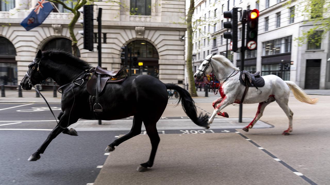Konie biegały luzem po centrum Londynu. Jedno ze zwierząt było zakrwawione
