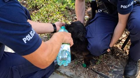 Pies zamknięty w rozgrzanym pojeździe. Uratowali go policjanci