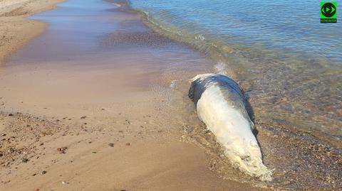 Martwa foka na plaży w Gąskach