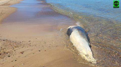 Martwa foka na plaży w Gąskach