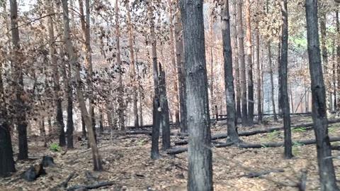 Pogorzelisko w Czeskiej Szwajcarii. Widok na Małą Prachowską Bramę