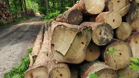 Lasy Państwowe przedstawiły wyniki audytu 