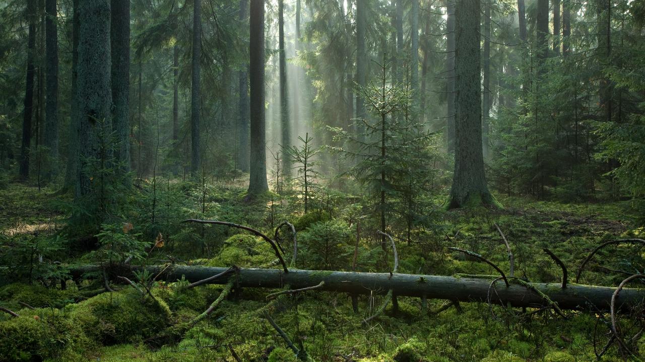European forests are seriously threatened.  Climate change