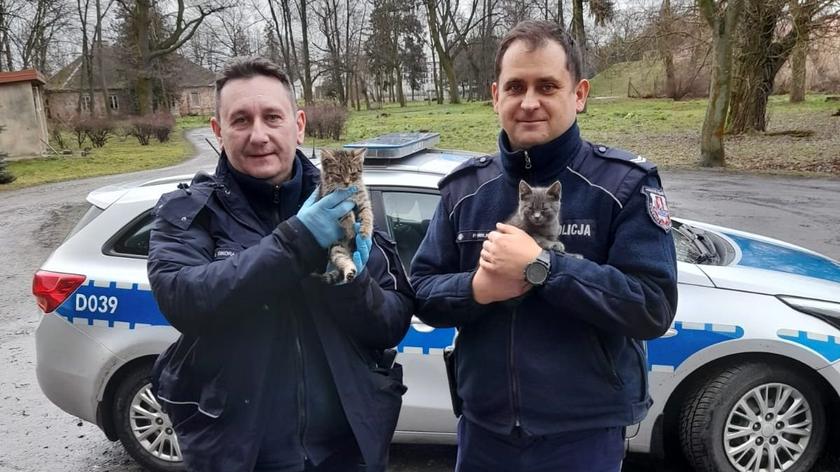 Błąkające się po jezdni koty zauważyli policjanci z komendy w Radzyniu Podlaskim