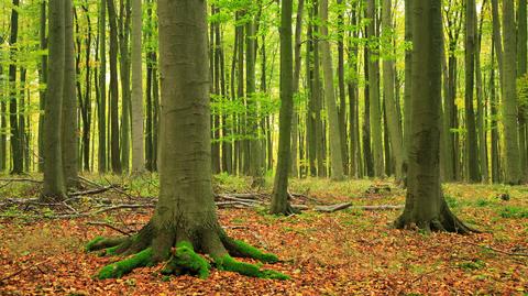 Bukowe lasy na terenie Bieszczadzkiego Parku Narodowego wpisane na listę Światowego Dziedzictwa Przyrodniczego UNESCO