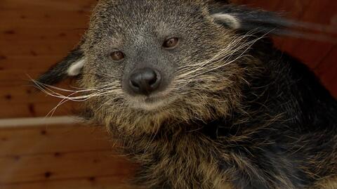 Poznań: binturongi Zmora i Brukselka - oto nowi lokatorzy poznańskiego zoo