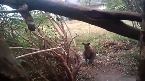 "Nagle zobaczyłem, jak koło przystanku skacze kangur"