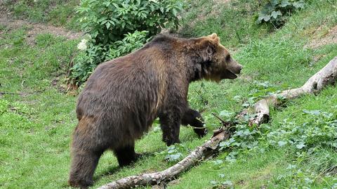 Leśniczy o bliskich spotkaniach z niedźwiedziami