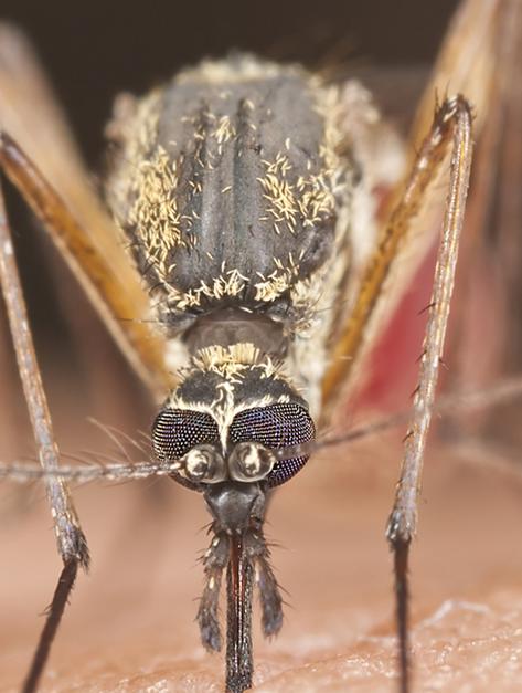 Komary należą do najbardziej uciążliwych dla człowieka owadów