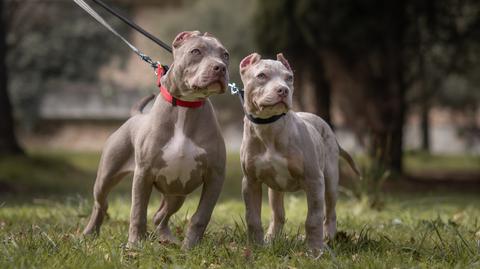 W Anglii i Walii zaczął obowiązywać zakaz hodowli i sprzedaży psów razy American XL Bully