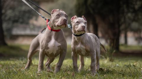 Psy rasy American Bully XL