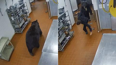 Niedźwiedź zaatakował ochroniarza w hotelowej kuchni