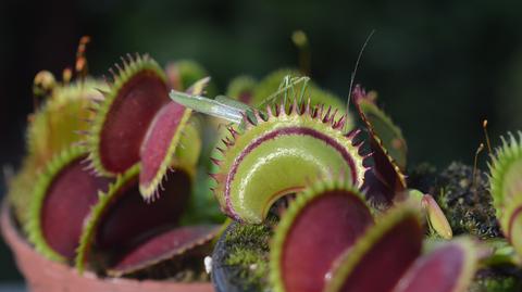 Oleica krówka to chrząszcz, który wydziela śmiertelną wydzielinę (fot.: Shutterstock, wideo bez dźwięku)