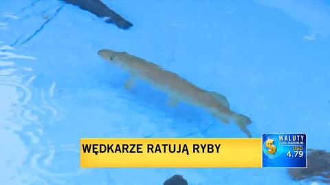 Wędkarze starają się ratować ryby z Odry