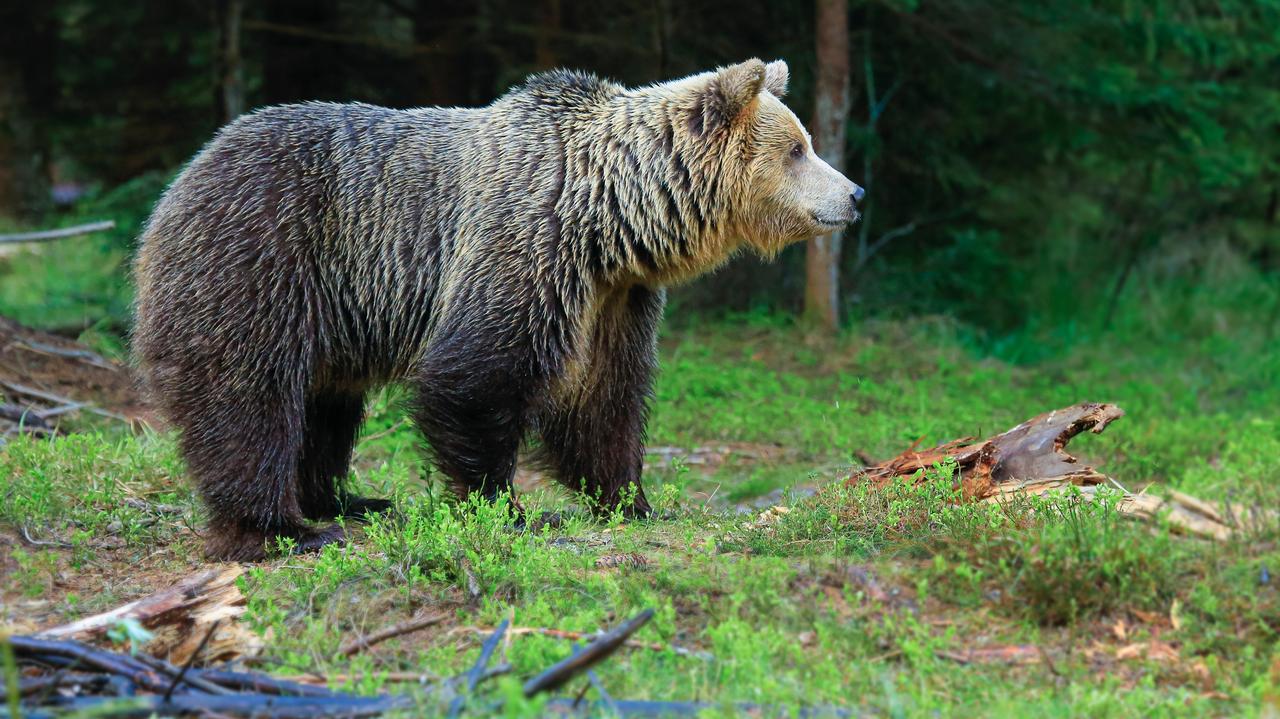 Niedźwiedzica zabiła 26-latka we Włoszech, trafi do azylu w Niemczech