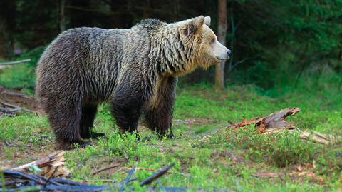 Niedźwiedzia rodzina na szlaku w Dolinie Chochołowskiej