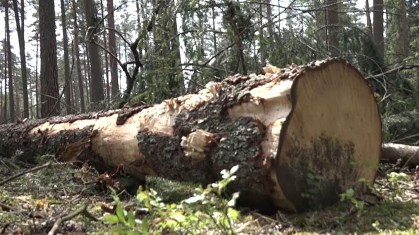 Wycinka lasów w Polsce