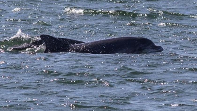 21.08 | Delfiny butlonose w Bałtyku zaobserwowane po ponad 100 latach