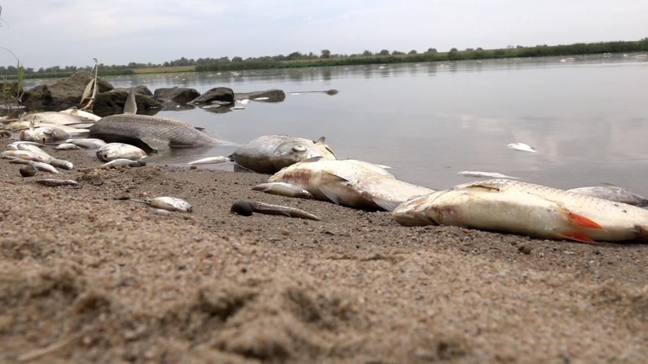 Co zabija ryby w Odrze? Jeden powód wykluczony. Minister Katastrofa o wynikach toksykologicznych
