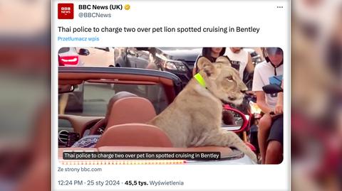 Pattaya, Tajlandia. Przewozili lwa Bentelyem. Właścicielka aresztowana 