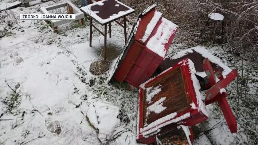 Zniszczono pasiekę w Jastrowiu (materiał z 5.01.2021)