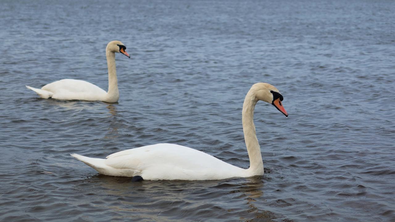 Łabędzie z ptasią grypą. Wyznaczono strefę zakażenia
