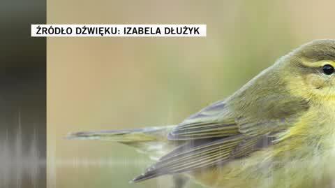 Piecuszek na nagraniu zarejestrowanym przez Izabelę Dłużyk