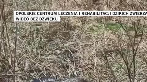 opolskie