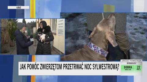 Jak pomóc zwierzakom przetrwać noc sylwestrową?