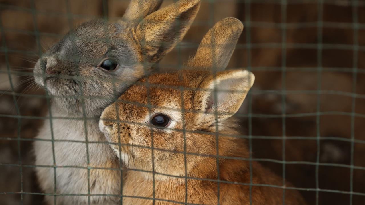 Holanda.  Un adolescente estranguló a nueve animales en un pequeño zoológico.  «No mostró ninguna emoción».