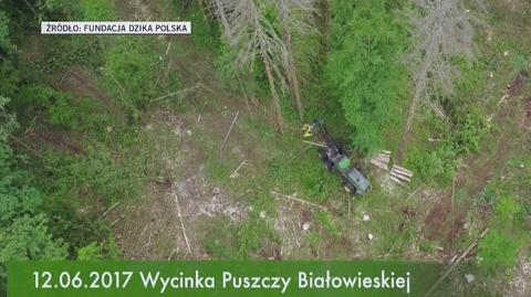 Wycinka Puszczy Białowieskiej
