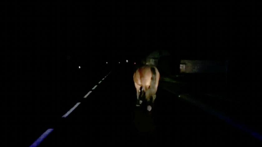 Nocna wycieczka konia po ulicy w Humniskach
