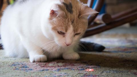 Zabawka laserowa dla kota wycofana ze sprzedaży