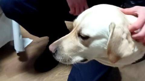 Policjanci odnaleźli psa przewodnika, który uciekł 41-letniej niewidomej 
