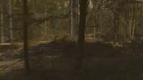 Pytamy ekspertów o wycinkę w puszczy (materiał z sierpnia 2017)