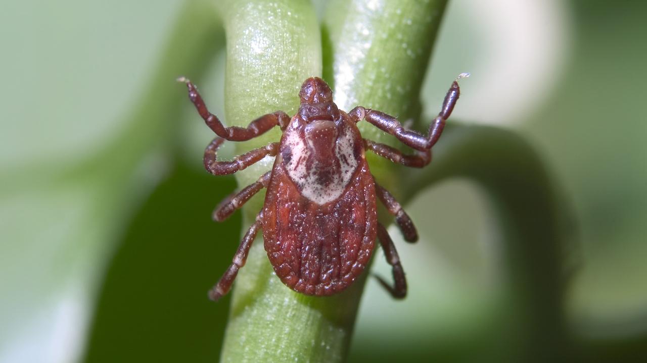 Pesticide exposure makes ticks more resistant to freezing cold