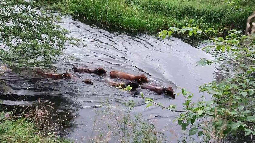 Byki były widziane w rzece