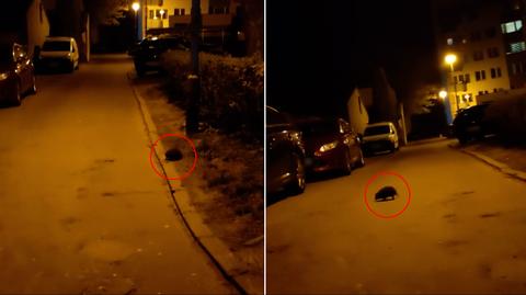Białystok. Władze zwracają uwagę kierowców na jeże. Ten widoczny na nagraniu pojawił się na jednej z osiedlowych ulic (25.04.2023)