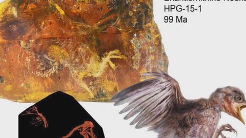 Ptak sprzed 100 milionów lat odnaleziony w bursztynie