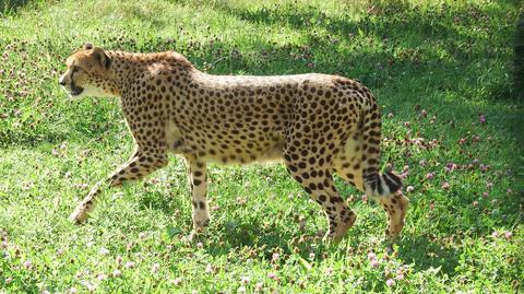 Gepardy Mia i Malajka nie pojada do zoo w Moskwie