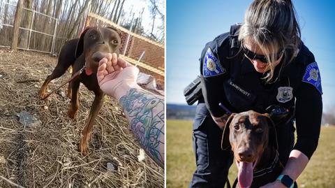 Policja znalazła psa ze związanym pyszczkiem 