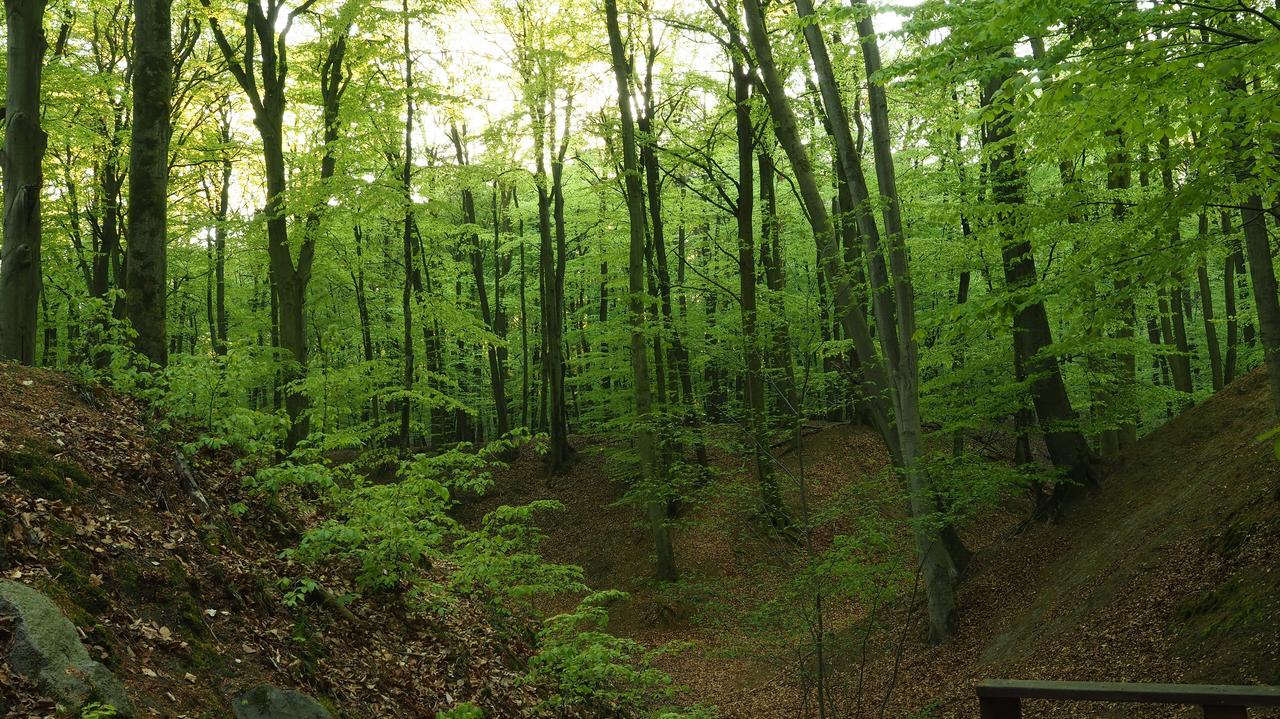 Apel do mieszkańców po zgłoszeniu o dużym kocie w lesie