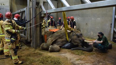 Poznańskie zoo straciło 35-letnią słonicę Lindę 