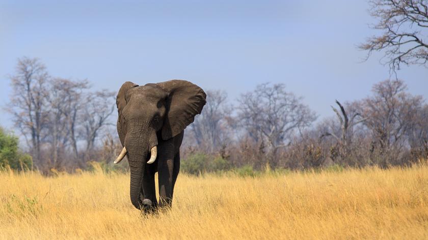 W Zimbabwe dziesiątki słoni padły z powodu tajemniczej bakterii