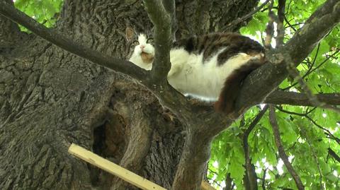 Kot z Bartoszyc od kilku lat mieszka w dziupli w drzewie