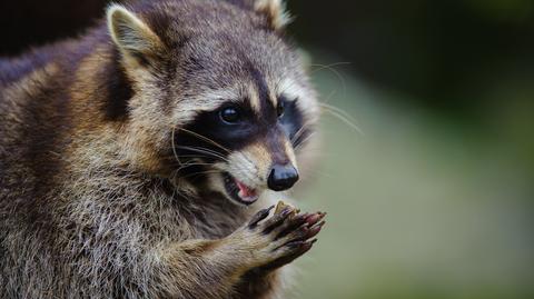 Szopy pracze w kijowskim zoo (nagranie archiwalne)