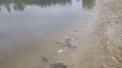 Hrubieszów. W rzece Huczwa wyłowili 50-60 kilogramów śniętych ryb. Interweniowała straż pożarna