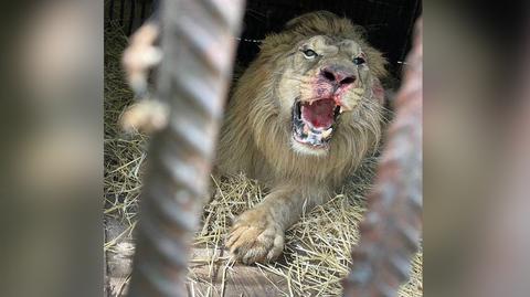 Przerażony wybuchami lew próbował uciec z klatki