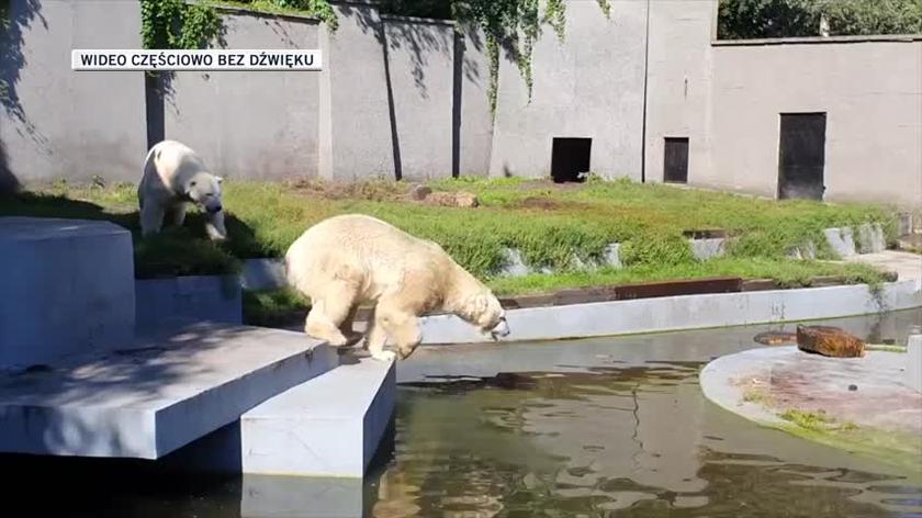 Warszawa. Niedźwiedzie z zoo już zażywają wiosennych kąpieli